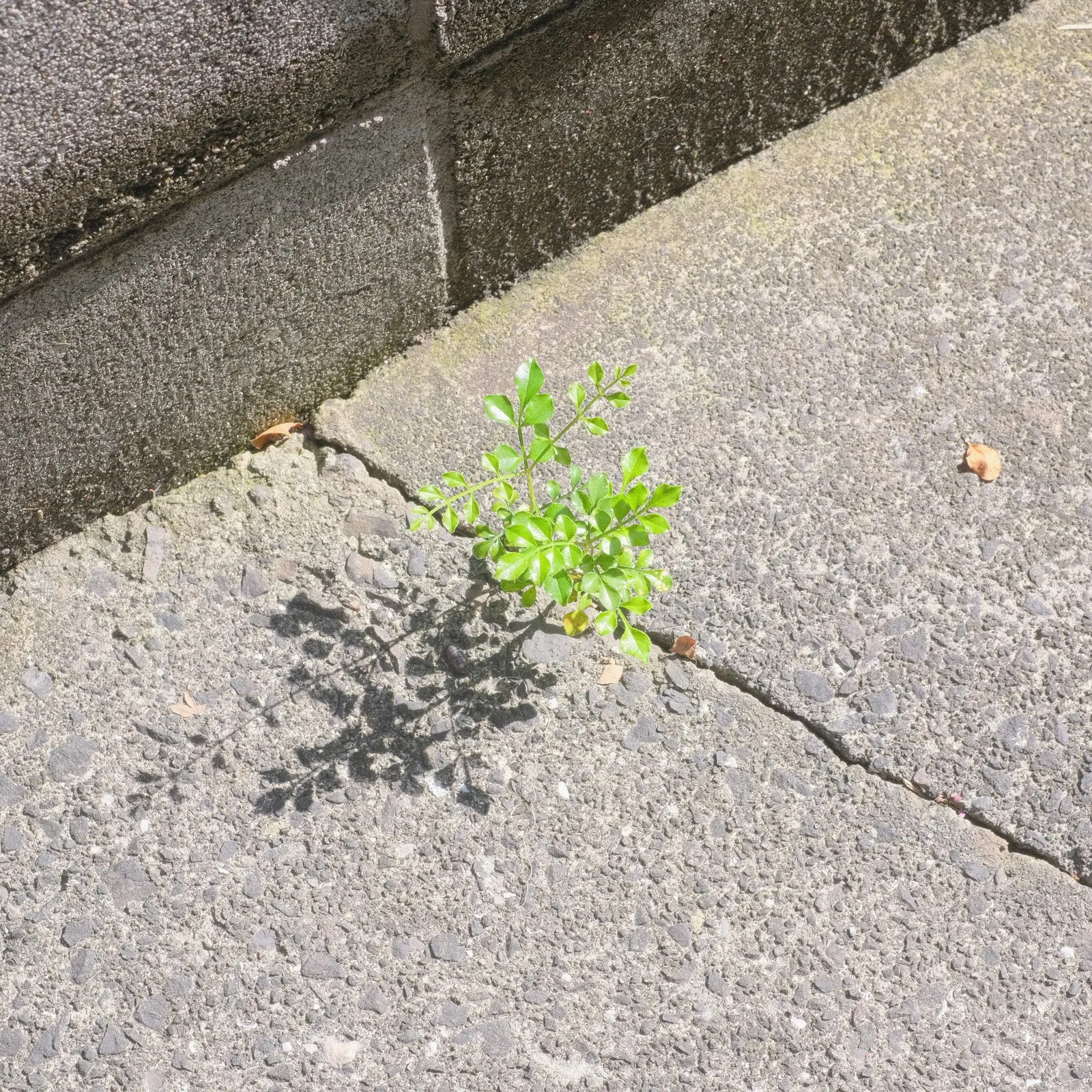 Une jeune pousse verte perce une dalle de béton, dans la lumière