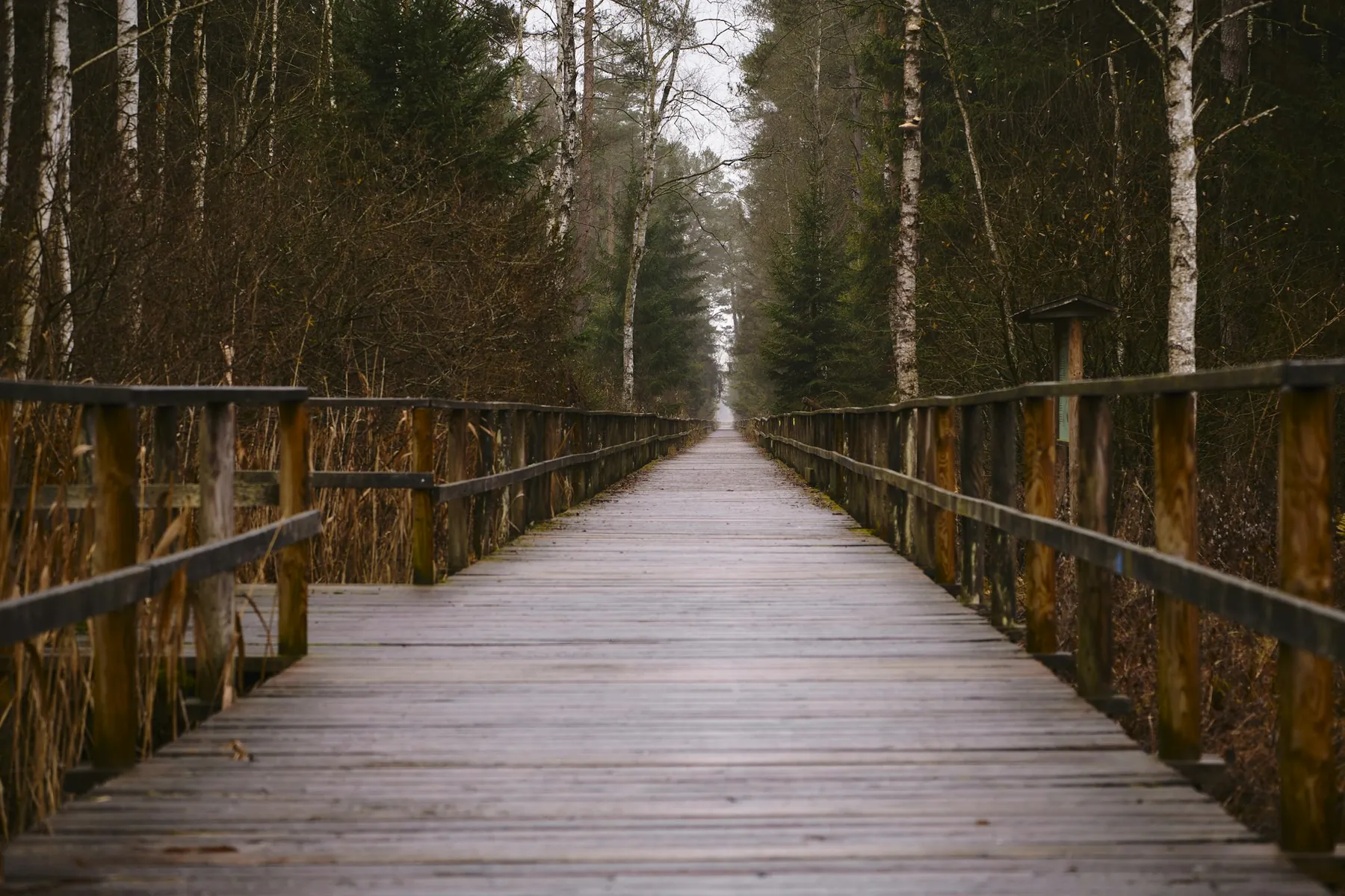 Une longue passerelle en bois traverse un marais boisé